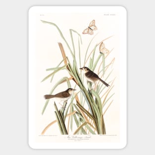 MacGillivray's Finch from Birds of America (1827) Sticker